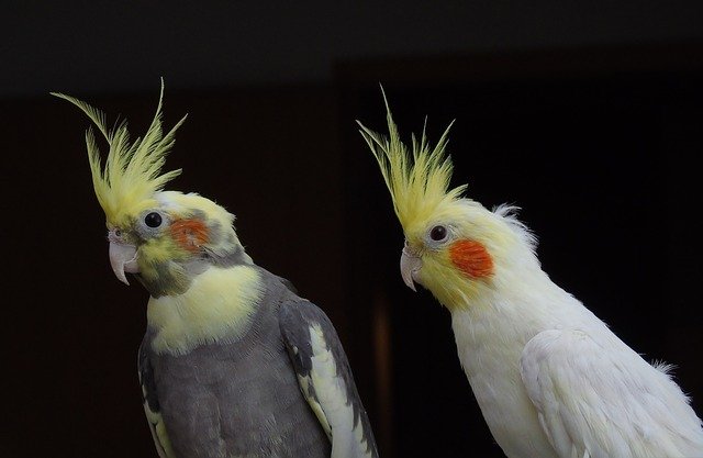 オカメインコの謎に迫る 気になるあれがまさかの インコだからといってしゃべるとは限らんのだよ